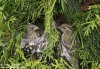 Zvonohlík zahradní (Ptáci), Serinus serinus (Aves)